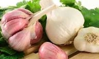 کشت 529 هکتار سیر خشک و تر در مزارع قائم شهر
